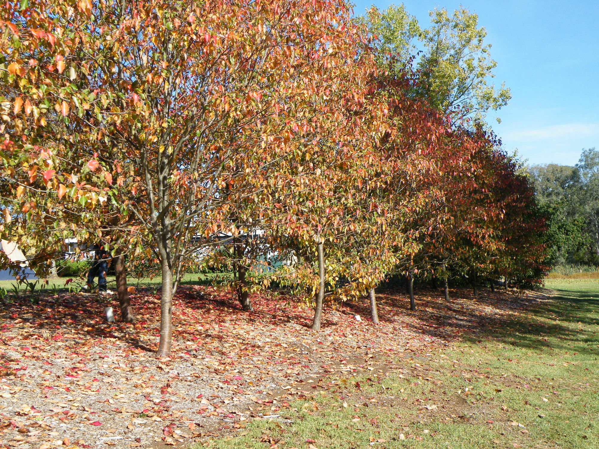 Lake Hamilton Motor Village And Caravan Park Exterior photo